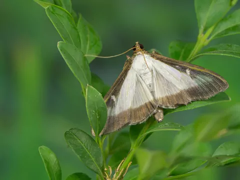 Ćma bukszpanowa - zwalczanie