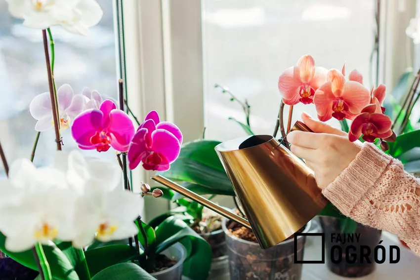 Kobieta podlewa storczyki