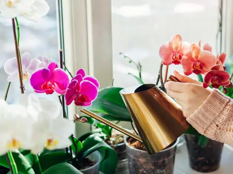 Sposób na kwitnące storczyki