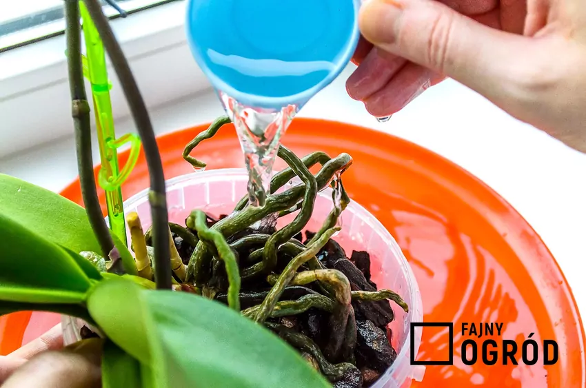 Podlewanie storczyków