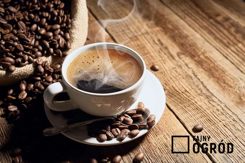 Pellet z fusów kawy może stać się świetną alternatywą dla tradycyjnych paliw stałych Czarna kawa na starych deskach i rozsypane ziarna