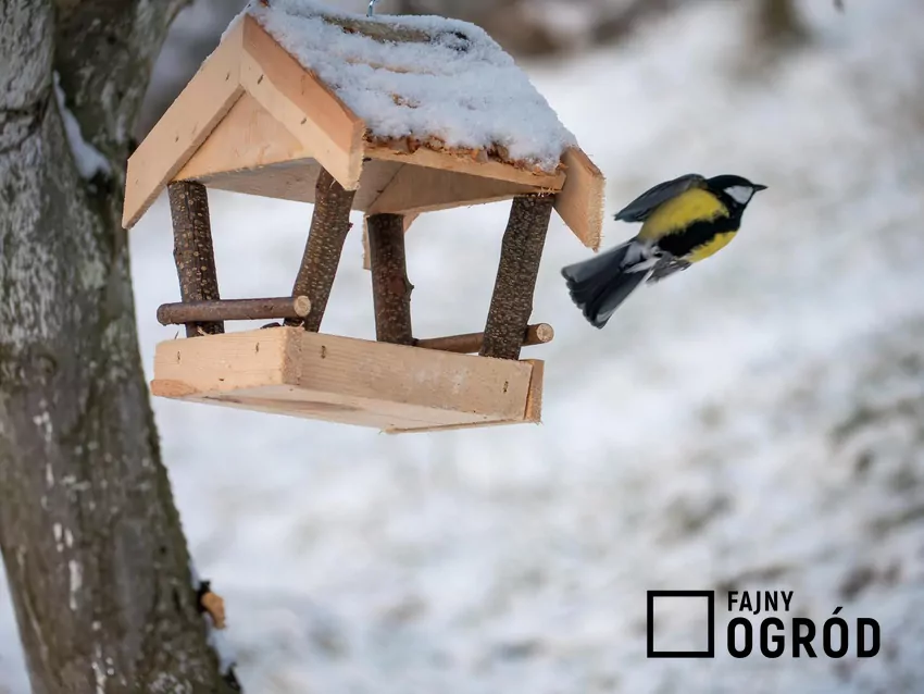 Budka dla ptaków