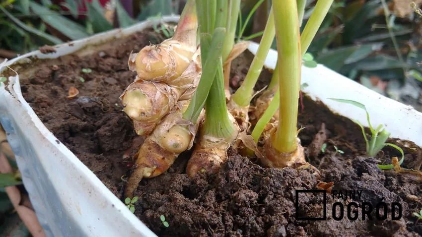 Roślina najlepiej rozwija się w ciepłym otoczeniu i przy rozproszonym świetle Hodowanie imbiru