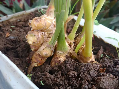 Uratuj zeschnięty imbir