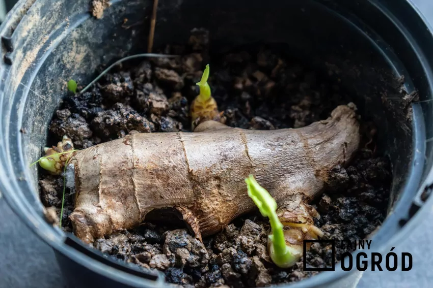 Domowa hodowla imbiru to prosty sposób na większą niezależność w kuchni Imbir w doniczce