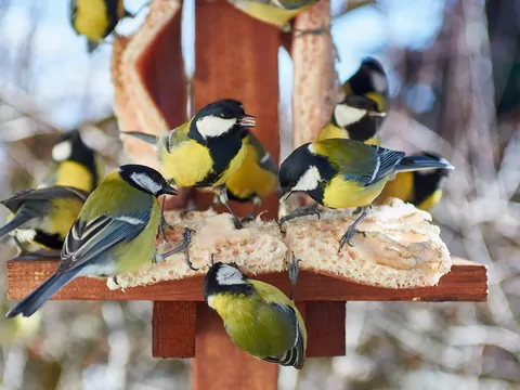 Dokarmianie ptaków zimą