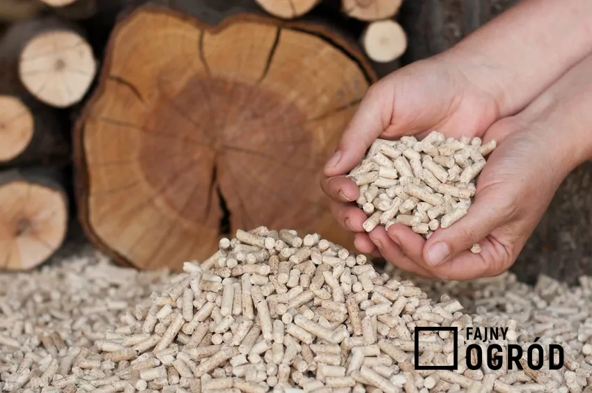 pellet z drewna