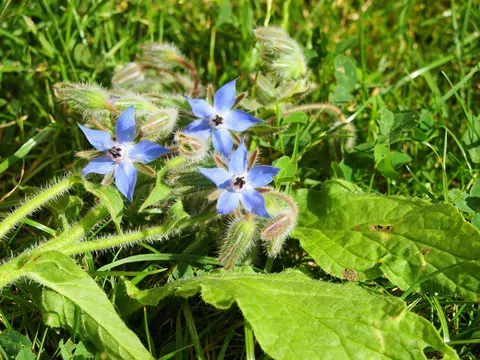 Ogórecznik lekarski w uprawie