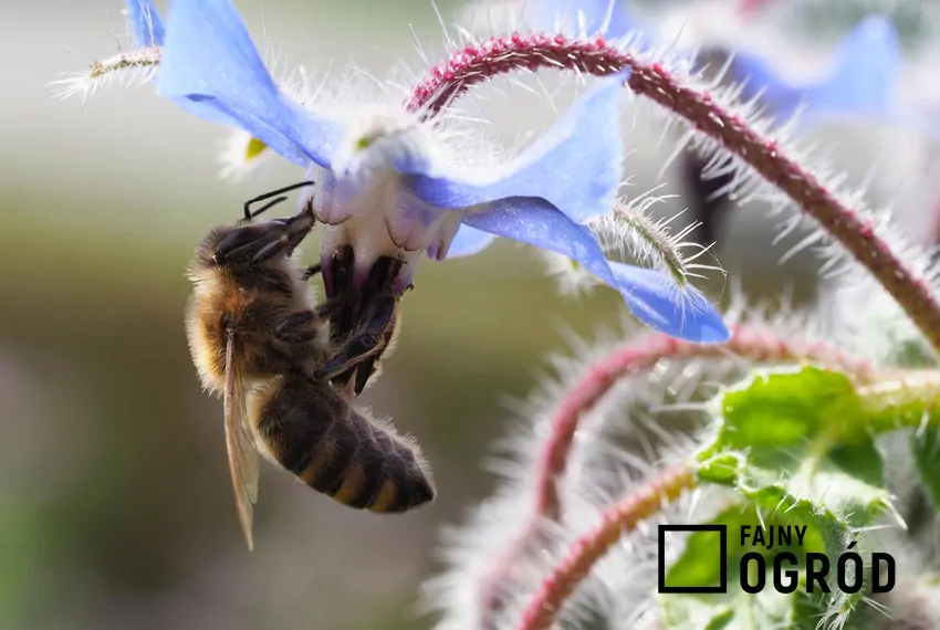 Piękne i smaczne kwiaty ogórecznika dają pożywienie licznym owadom