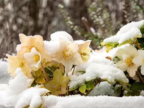 Marzec: prace na działce i w ogrodzie