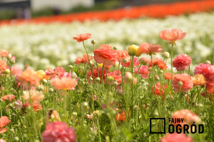 Jaskry azjatyckie w ogrodzie