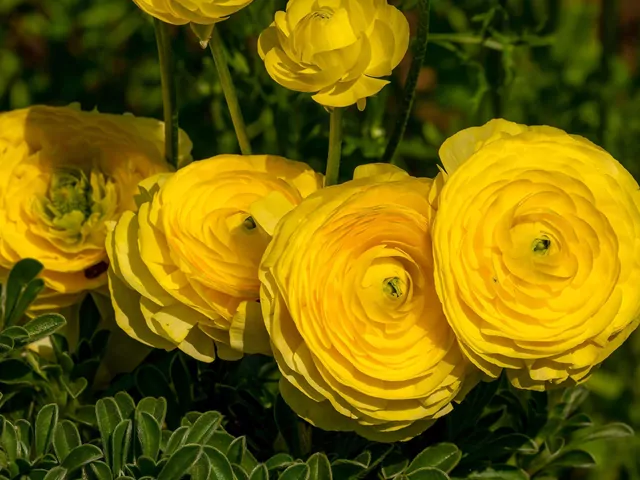 Pędzenie jaskrów azjatyckich