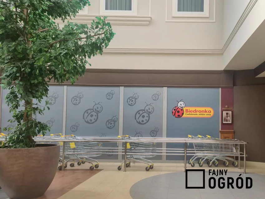 W nowej gazetce Biedronki dużo ciekawych promocji Biedronka