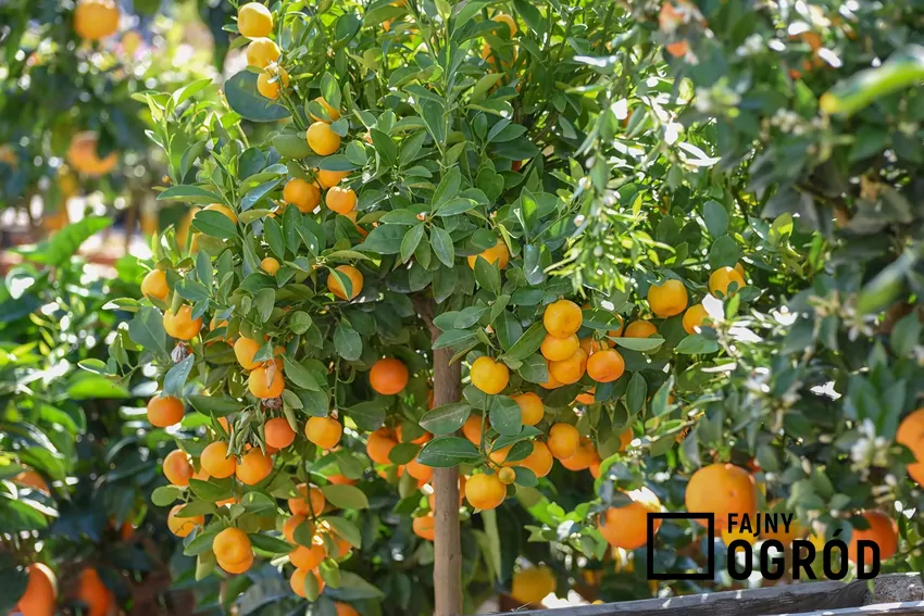 Kalamandynka jest cytrusem łatwym w uprawie nawet dla początkujących ogrodników
