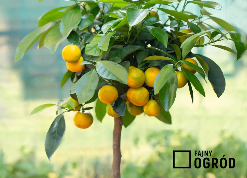 Owoce kalamondinki są jadalne ze skórką, ale nie tak słodkie jak mandarynki