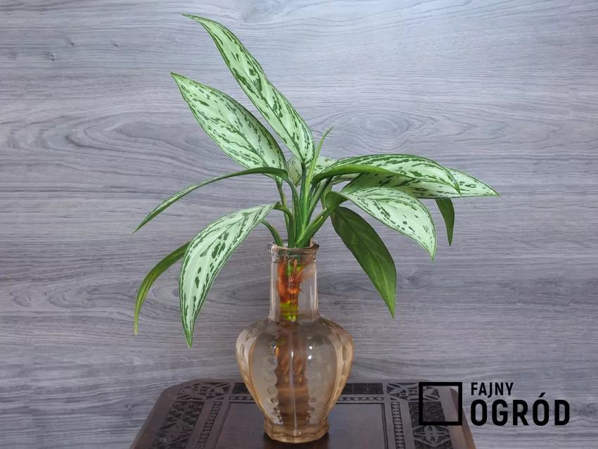 Tworzeniu korzeni na powierzchni cięcia sprzyjają substancje zwane ukorzeniaczami