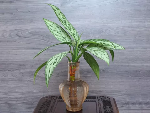 Naturalne ukorzeniacze do roślin