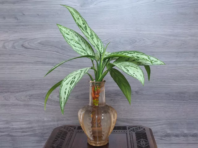 Naturalne ukorzeniacze do roślin