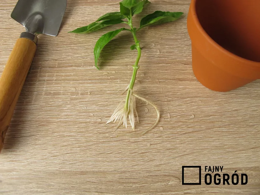 Ukorzeniacze stymulują tworzenie korzeni i zapobiegają rozwojowi grzybów i baktertii