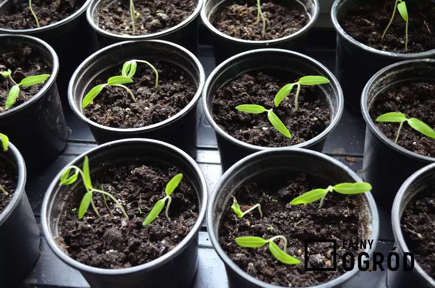 Najprostszy sposób na siewki pomidorów