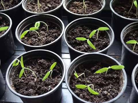 Najprostszy sposób na siewki pomidorów