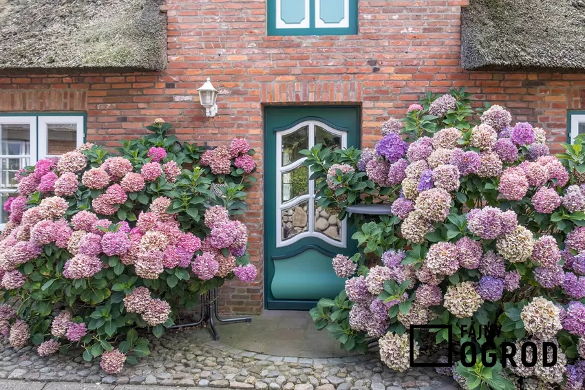 Hortensje tworzą pąki kwiatowe na nowy sezon na pędach ubiegłorocznych lub tegorocznych Niewłaściwe przycięcie hortensji może pozbawić krzewy kwiatów w bieżącym sezonie