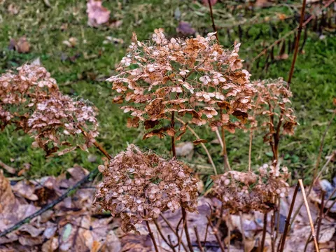 Jak i kiedy przycinać hortensje?
