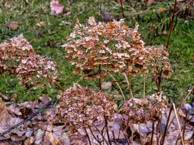 Jak i kiedy przycinać hortensje?