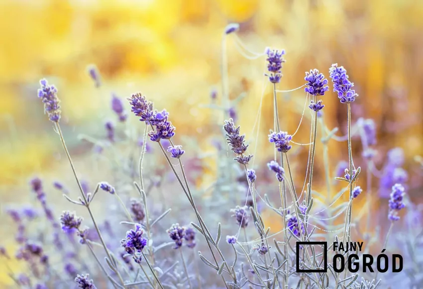 Lekko oszronione kwiaty lawendy w ogrodzie, a także wskazówki, dlaczego lawenda po zimie jest sucha