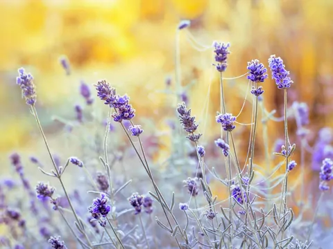 Sucha lawenda po zimie – dlaczego