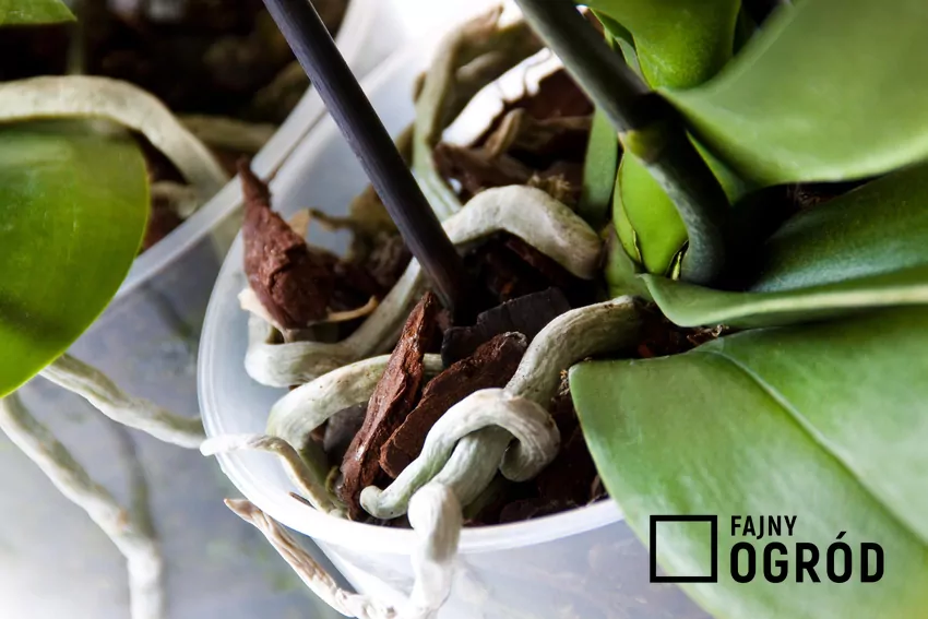 Zdrowy wzrost i kwitnienie storczyków wymagają odpowiedniego podłoża, oświetlenia i podlewania