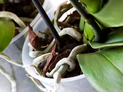 Jak ratować storczyki?