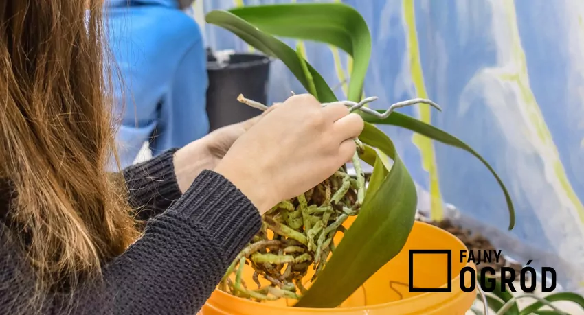 Podczas przesadzania jest okazja do kontroli zdrowia korzeni storczyka