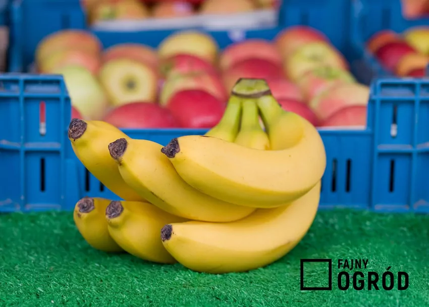 Do sporządzania nawozu należy stosować banany uprawiane bez chemii Fungicydy zawarte w skórkach bananów mogą przenikać do gleby i potem do roślin