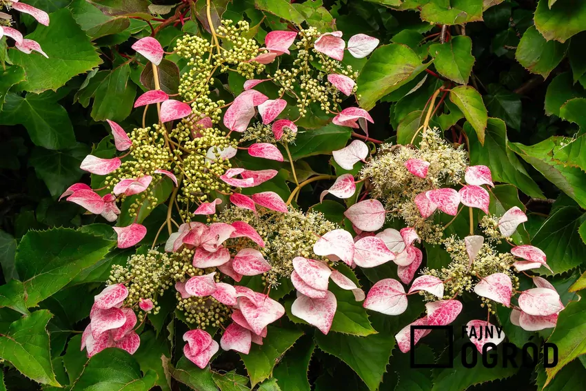 Różowe kwiaty przywarki