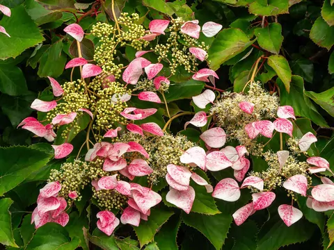 Piękniejsza i łatwiejsza w uprawie niż hortensja