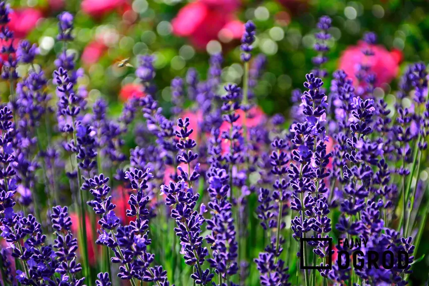 Naturalne nawozy, takie jak kompost, popiół drzewny czy mączka kostna, dostarczają składników odżywczych bez ryzyka przenawożenia rośliny Kwitnąca lawenda w ogrodzie