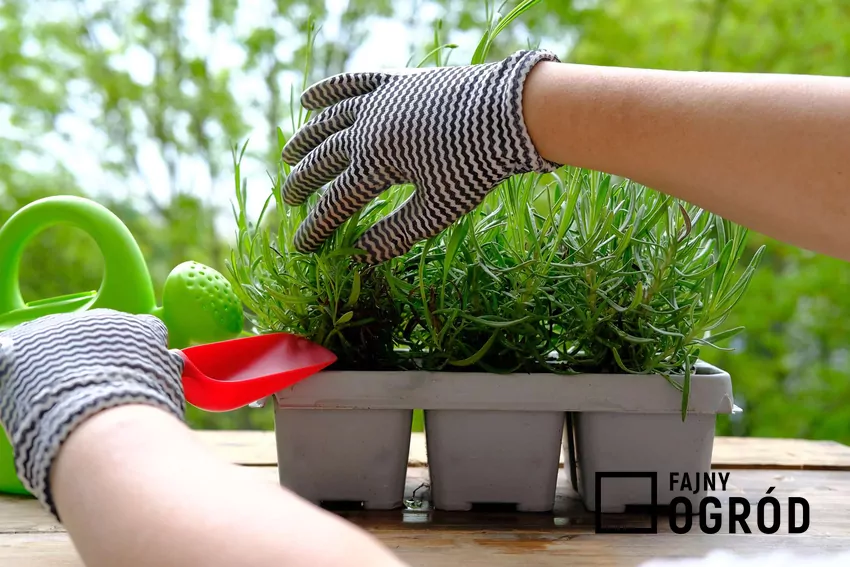 Lawendę najlepiej nawozić wczesną wiosną oraz ewentualnie przed kwitnieniem, aby pobudzić roślinę do tworzenia aromatycznych kwiatów Nawożenie sadzonek lawendy