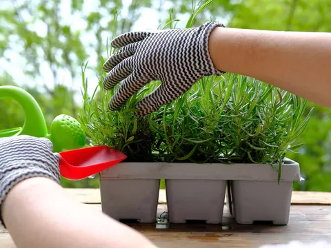 Najlepszy nawóz do lawendy