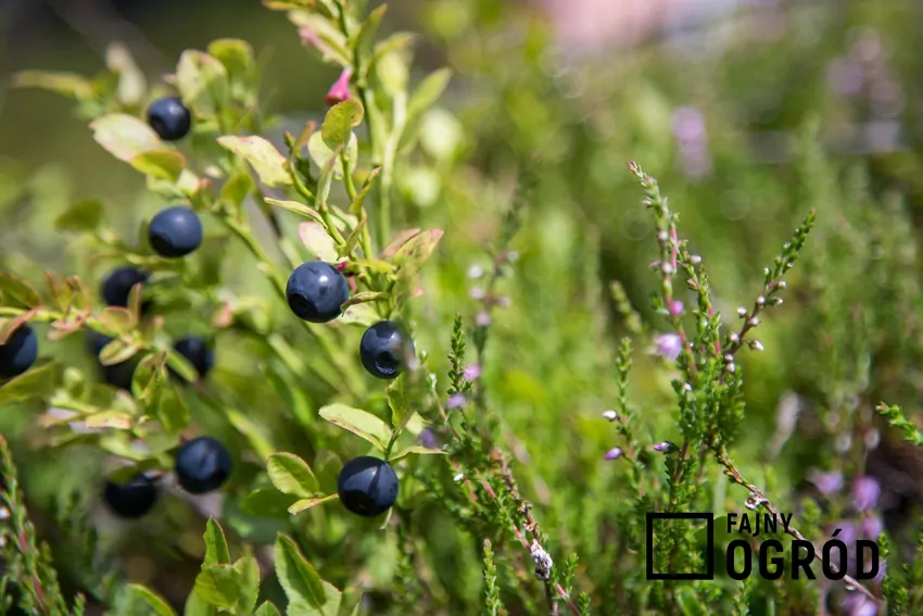 Niektóre rośliny, jak borówki i wrzosy, preferują kwaśną glebę