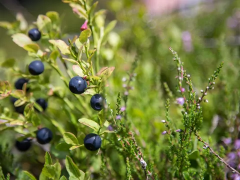 Kwaśna gleba w ogrodzie