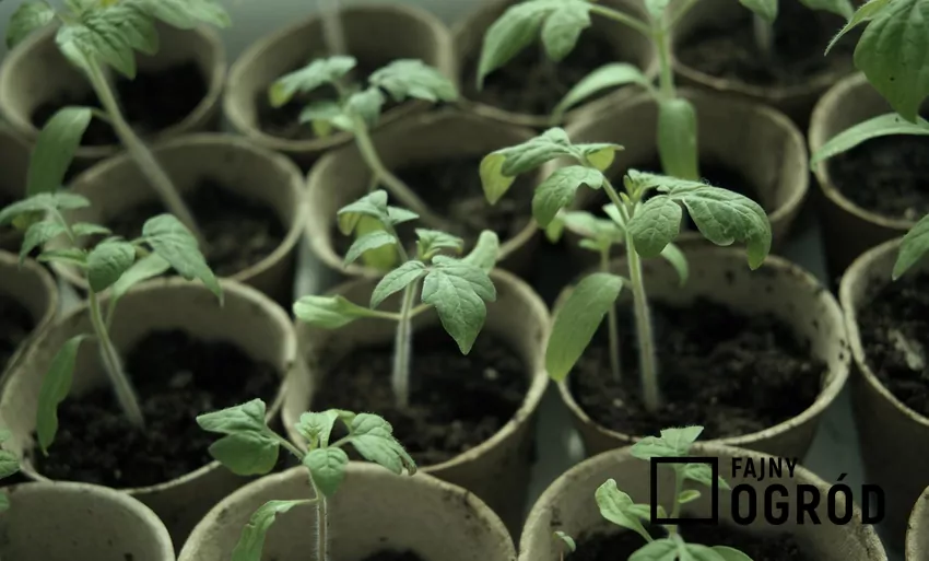 Nasiona pomidorów, papryki i innych ciepłolubnych roślin, najlepiej jest wysiewać na rozsadę