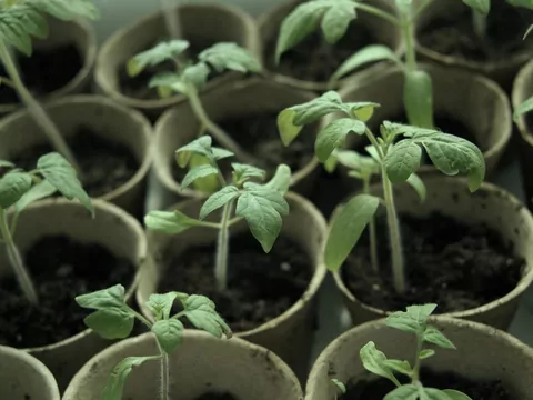 Wiosenny siew nasion