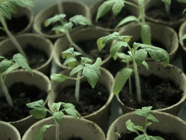 Wiosenny siew nasion