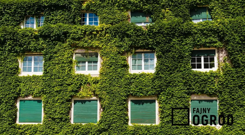 Ściana porośnięta pnączem to miejsce gniazdowania licznych ptaków