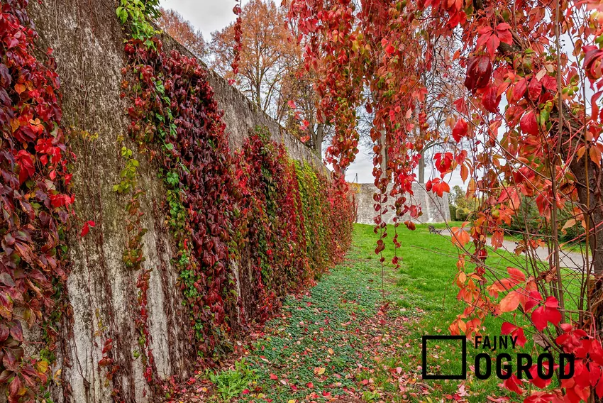 Niektóre gatunki pnączy zmieniają widok porośniętego obiektu w ciągu roku