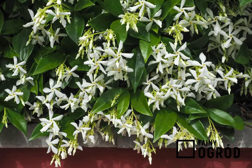 Kwiaty jaśminu gwiazdkowego