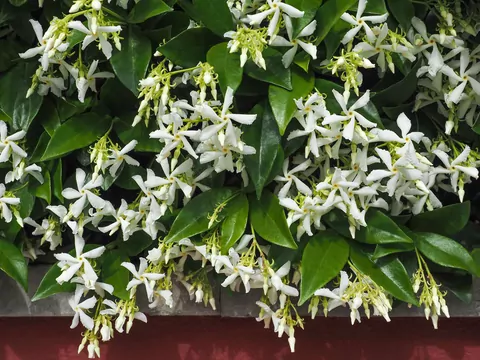 Niezniszczalny jaśmin gwiazdkowy do ogrodu