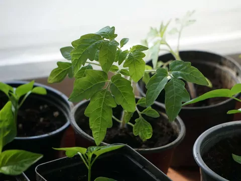 Najlepsza ziemia do wysiewu pomidorów