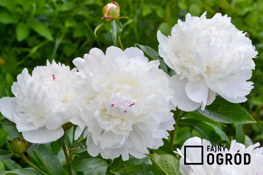Białe piwonie w ogordzie